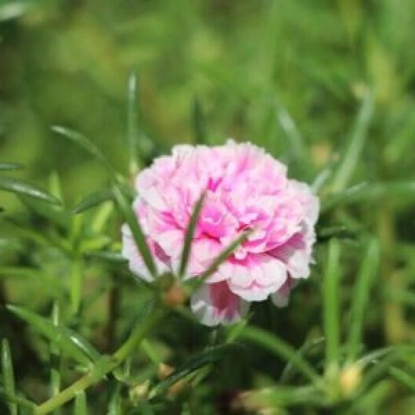 A bloomed Portulaca Mixed Seeds plant with green leaves as a background