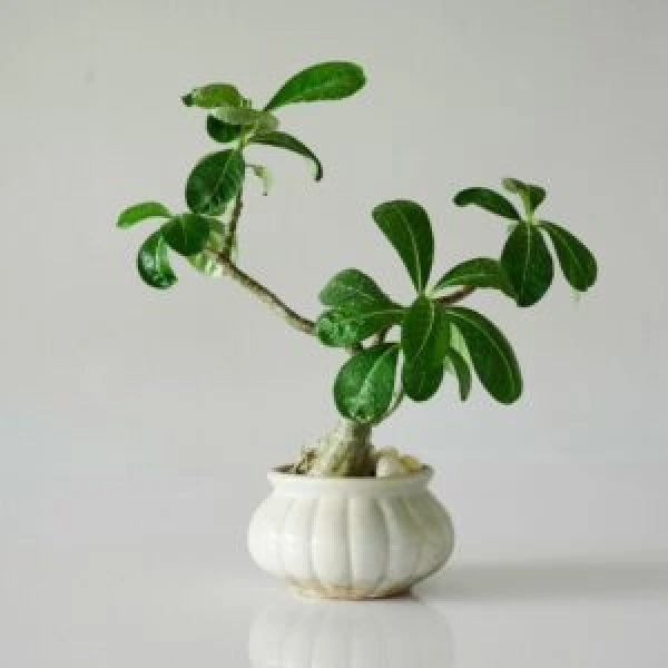 Adenium Plant with cluster of green leaves in a white pot kept against white color background.
