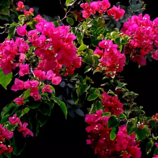 This is an image of Bougainvillea Plant Sapling with pink colour flowers blooming on it.