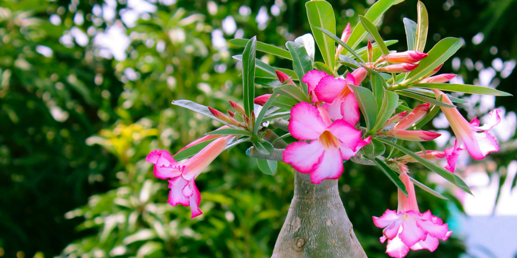Adenium flowering plants