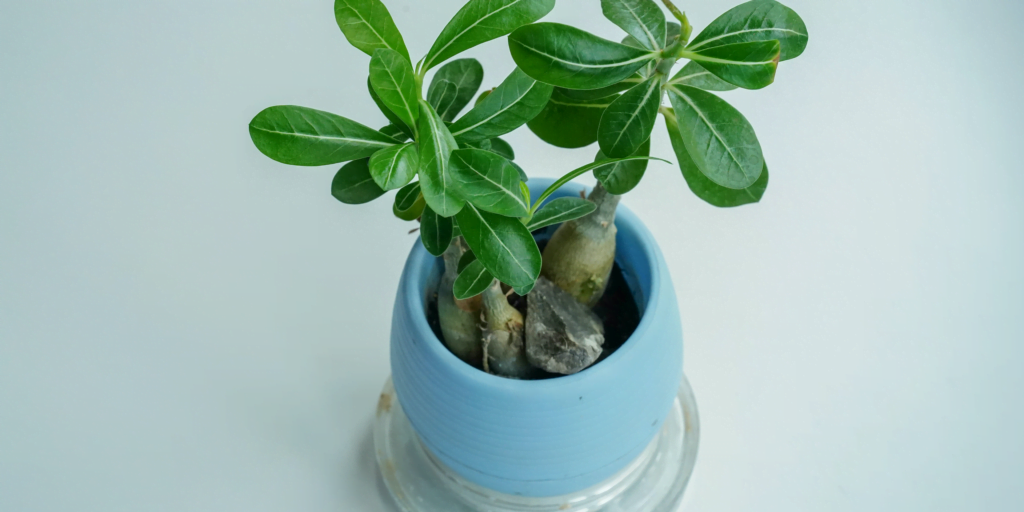 Adenium: flowering plants