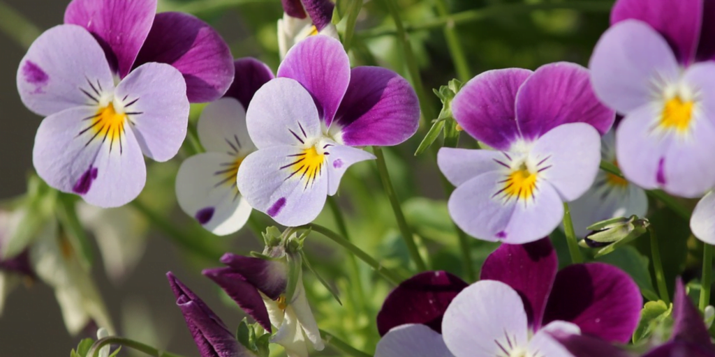Viola: flowering plants
