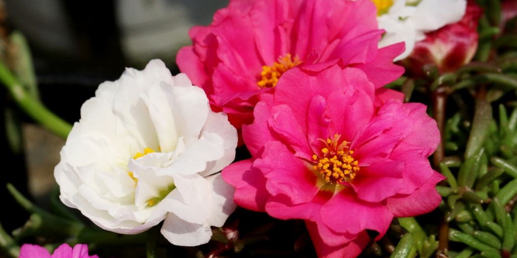 Portulaca