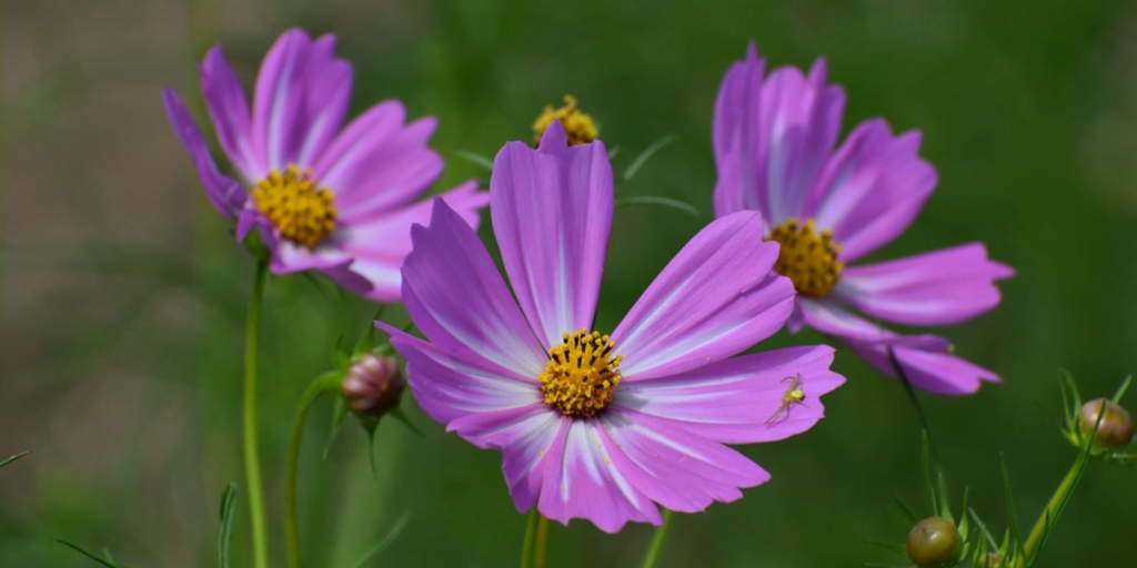 Cosmos: flowering plants