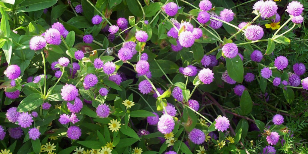 flowering plants