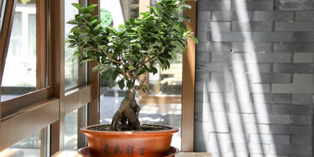 plant gifts