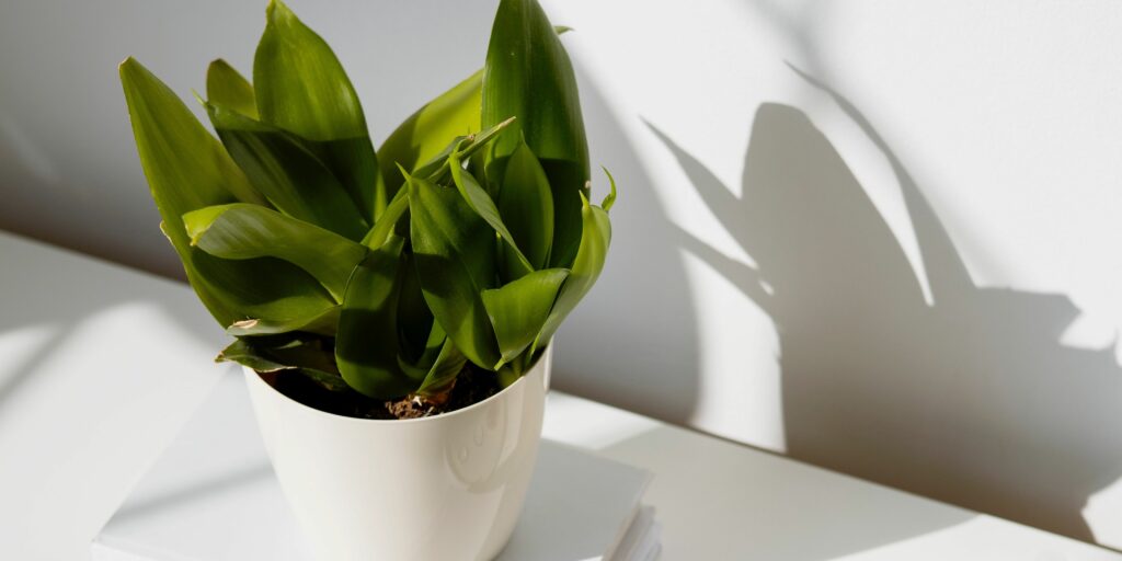 plant gifts