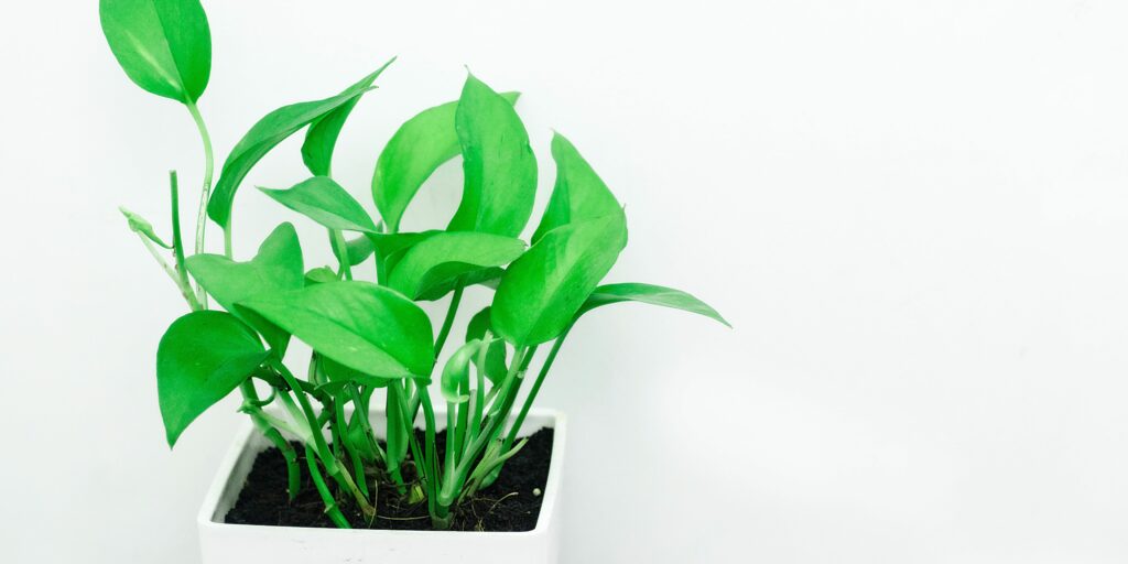 plant gifts