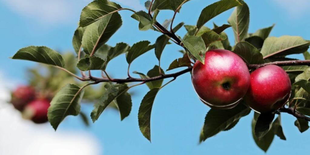 Apple Plant: A. Afneerath Ahamed