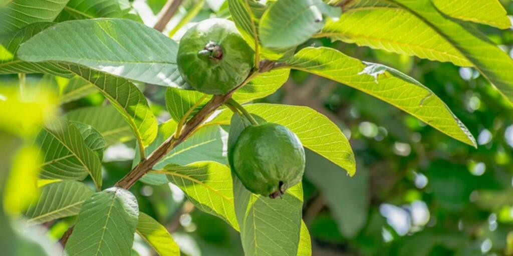 Guava: A. Afneerath Ahamed