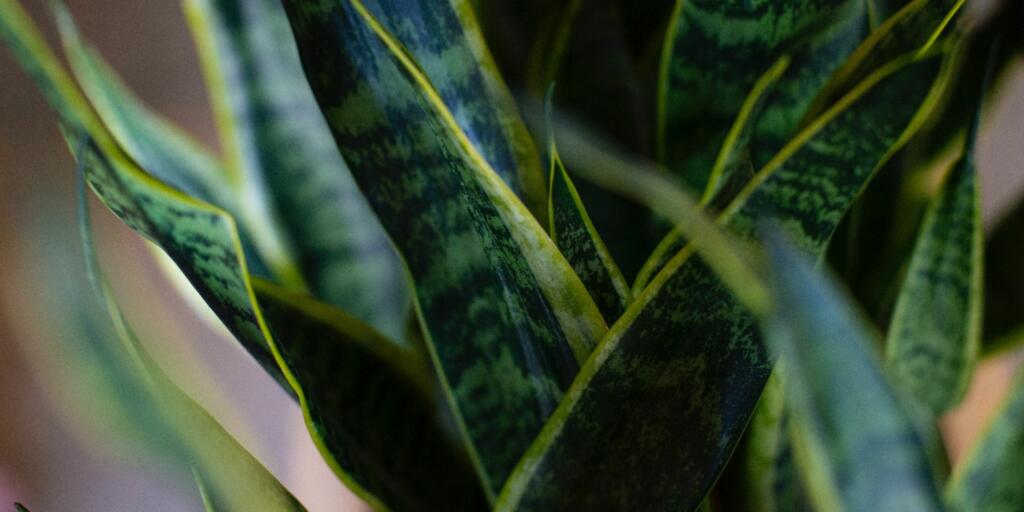 Snake plants, also called mother-in-law’s tongue, absorb CO2 and release oxygen even at night.