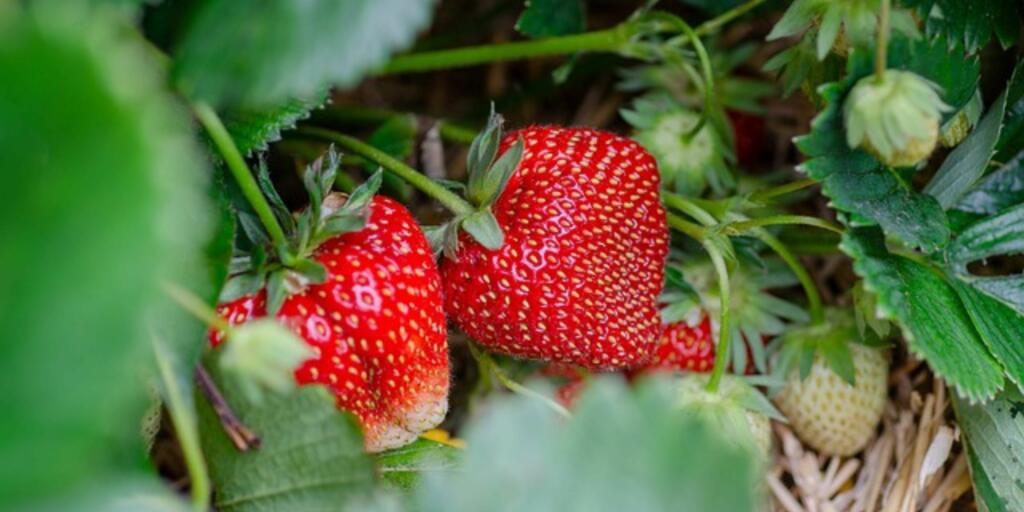 Strawberry