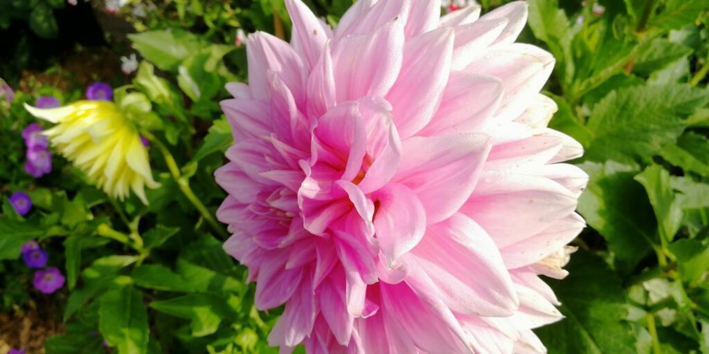 Dahlia