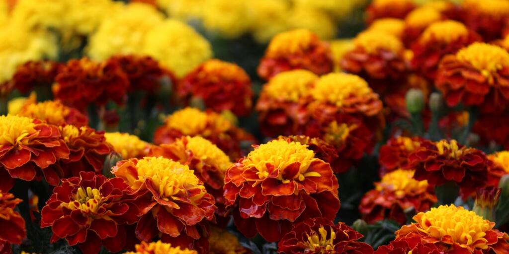 Marigold