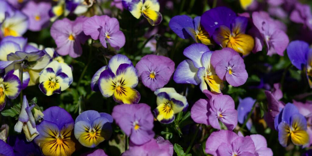 flowering plants: Pansy