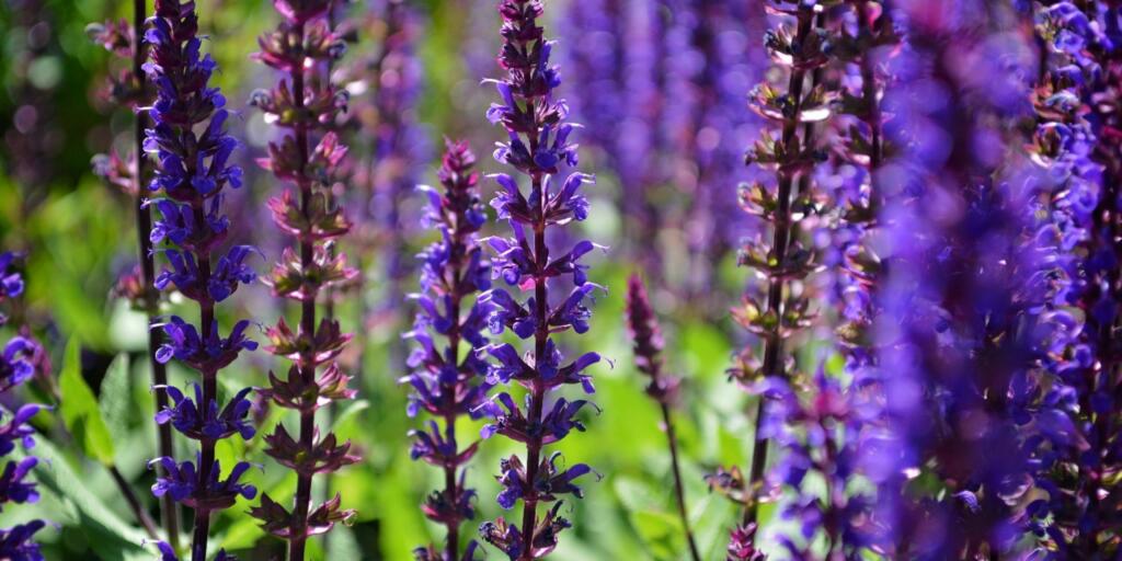 Salvia: flowering plants