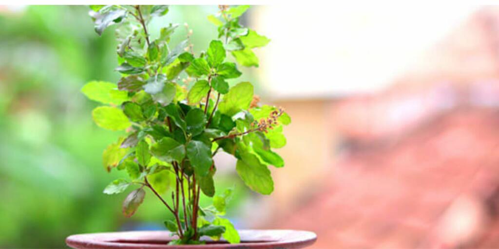 Tulsi, or holy basil, is a sacred plant with numerous health benefits and continuous oxygen production.