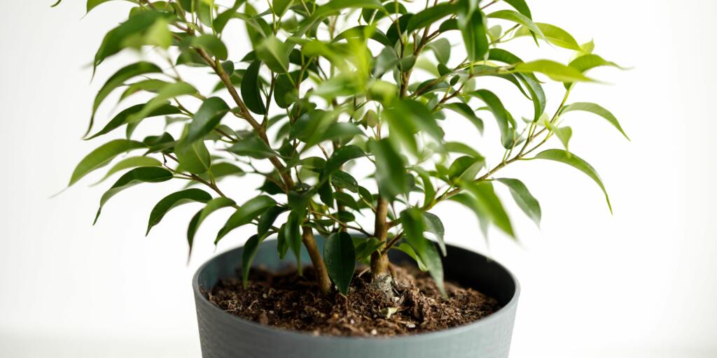 The weeping fig is an attractive indoor plant that purifies air and releases oxygen 24 hours a day.
