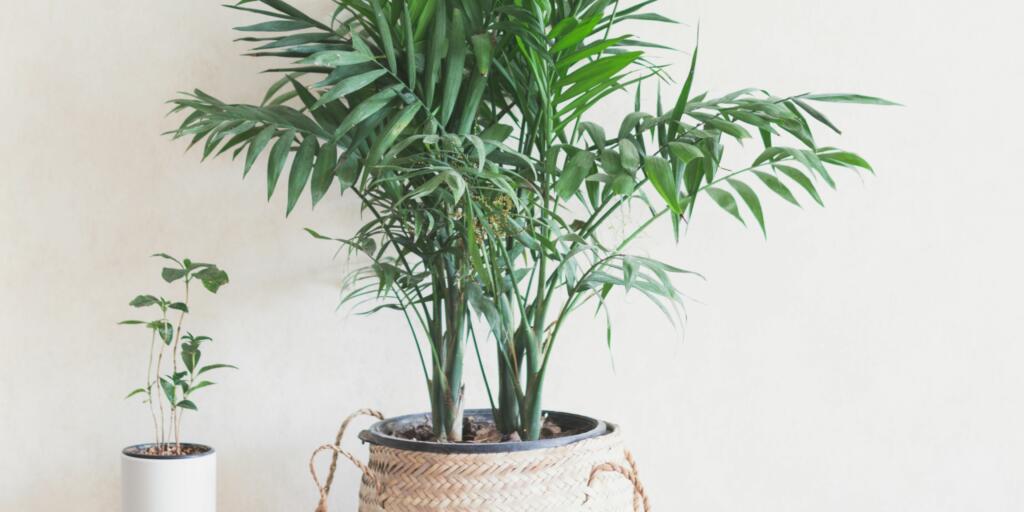 Areca palm is a tropical plant that provides oxygen round the clock and is a great indoor plant for limited spaces.