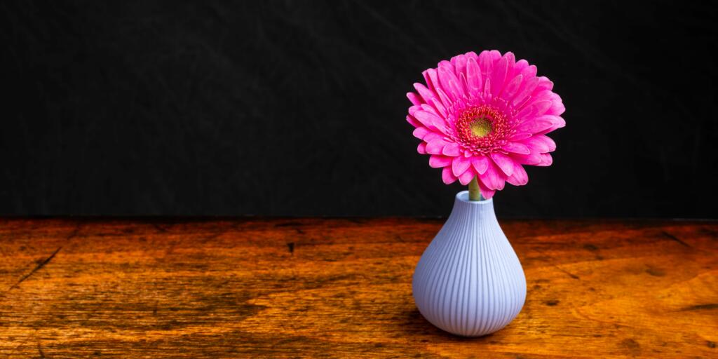 Gerbera daisies are vibrant flowers that not only beautify spaces but also help in oxygen production.