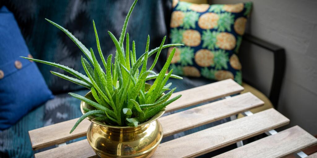 Aloe vera is a hardy plant known for its medicinal properties and ability to release oxygen throughout the day and night.
