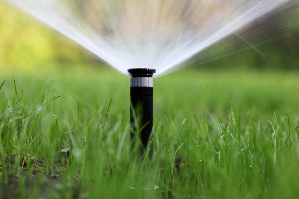 Watering is crucial for Adenium
