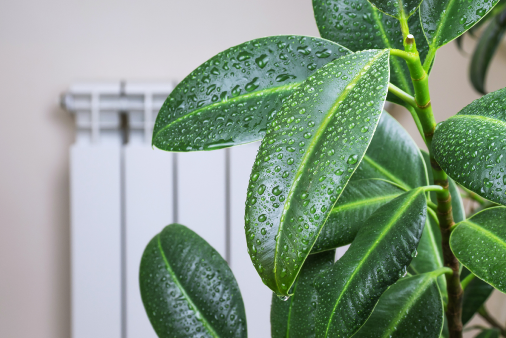 Temperature and Humidity Adenium