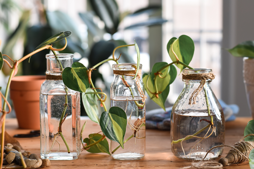 Propagation of Adenium