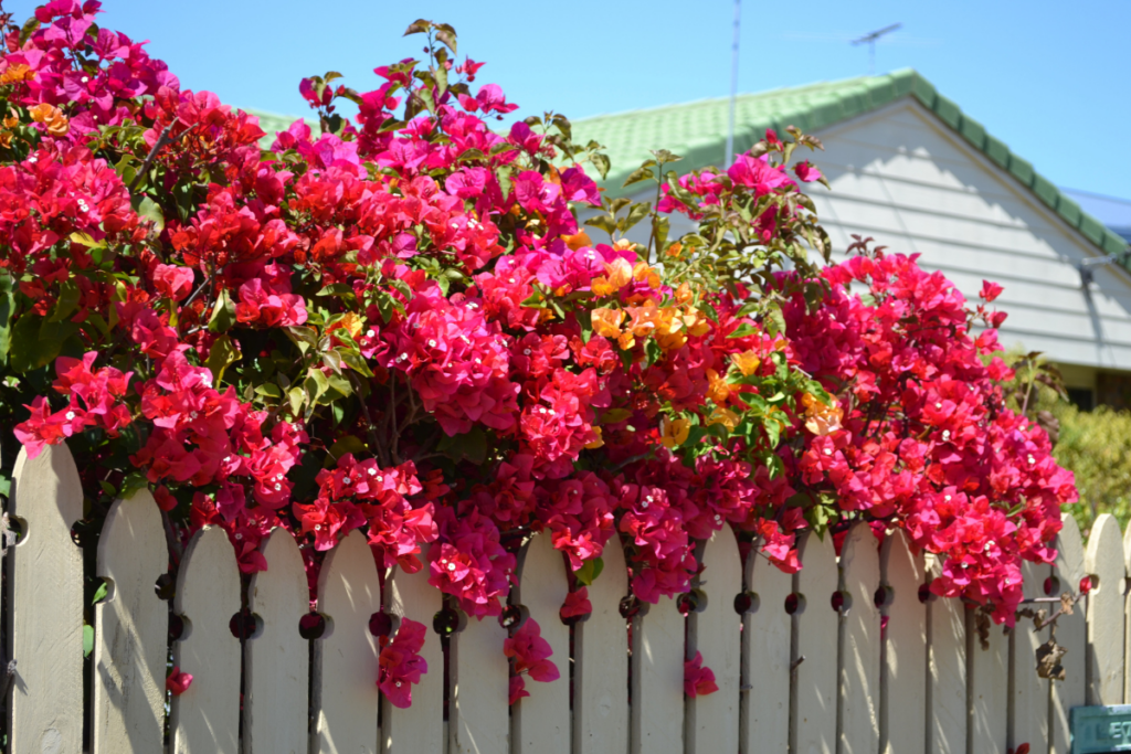 Enjoy the Blooms bougainvillaea