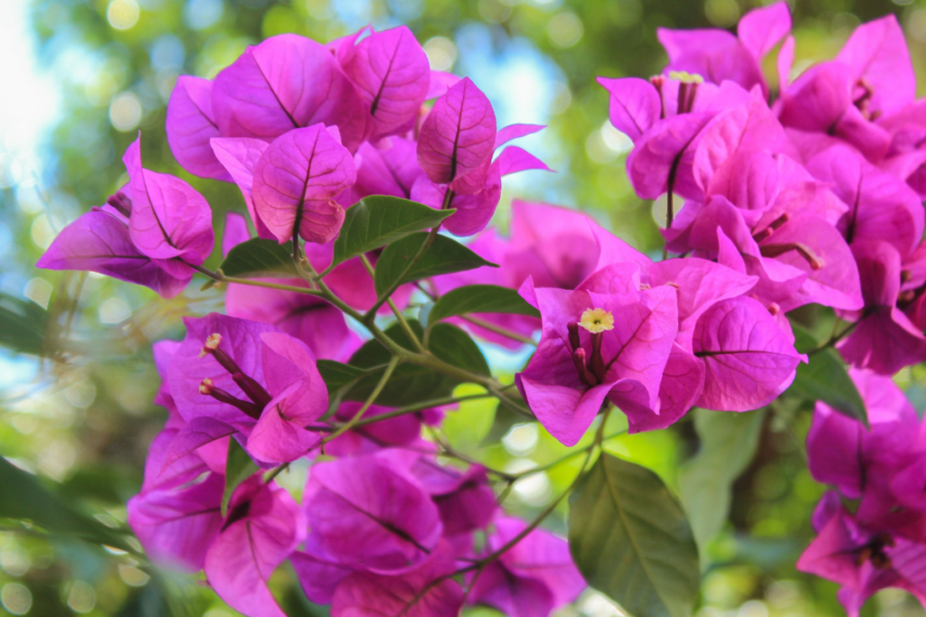Planting the Bougainvillea
