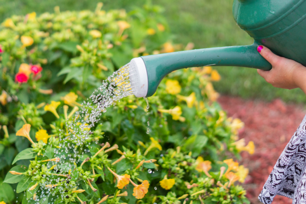Watering is necessary for Bougainvillea