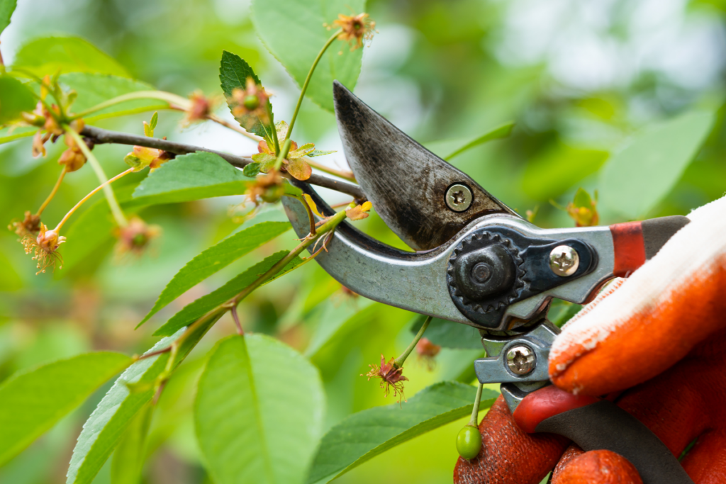 Pruning the  Bougainvillea for nice shape