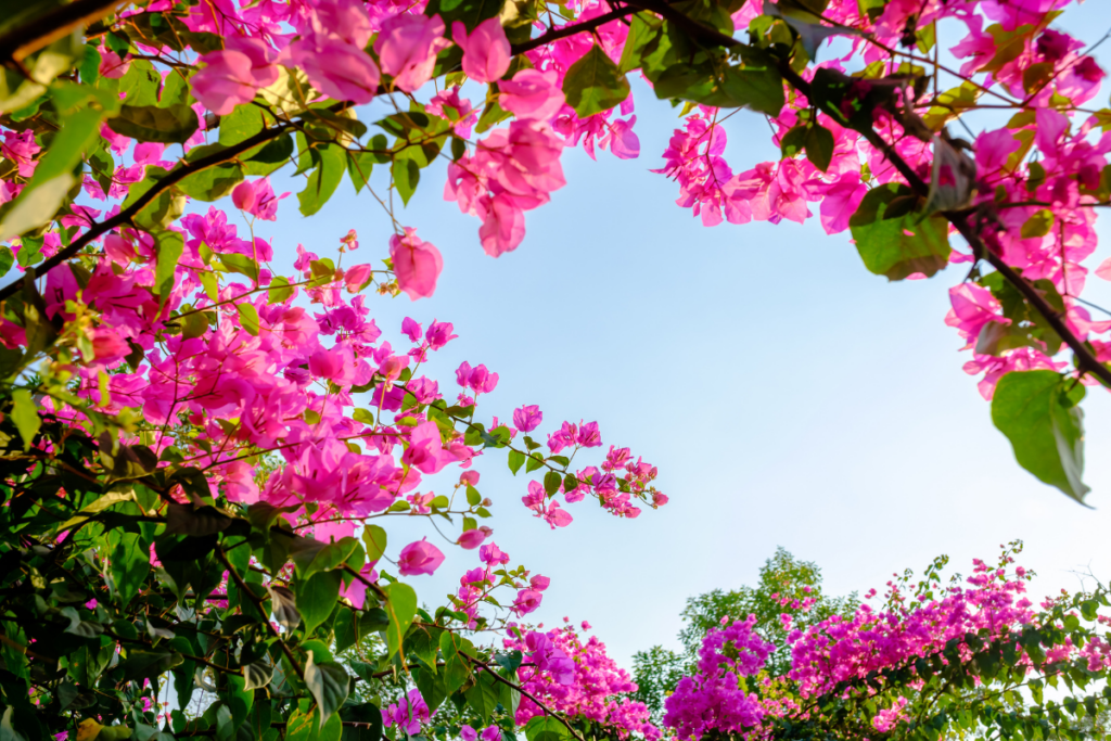 Supporting Your Bougainvillea is the crucial step