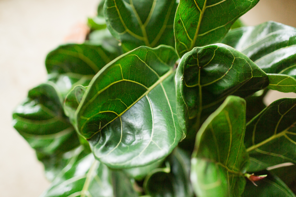 Peepal Tree